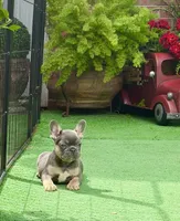 Cisco-blue & tan, a male French Bulldog for sale in Avery, TX – Photo 2 of 2