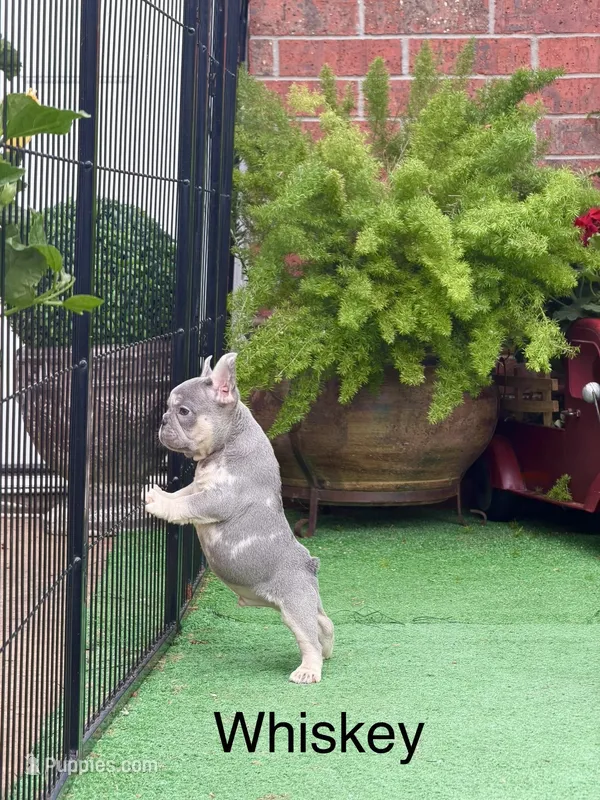 Whiskey – French Bulldog puppy for sale in Avery, TX