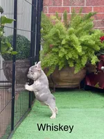 Whiskey, a male French Bulldog for sale in Avery, TX – Photo 1 of 2