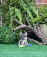 Stitch, a male French Bulldog for sale in Avery, TX – Photo 2 of 6