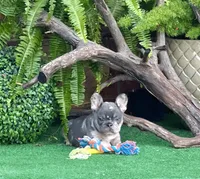 Stitch, a male French Bulldog for sale in Avery, TX – Photo 3 of 6