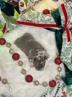 Stitch, a male French Bulldog for sale in Avery, TX – Photo 6 of 6