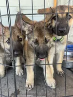 Puppy 2, a male German Shepherd Dog for sale in Littlerock, CA – 2 of 5