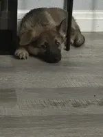 Boy 3 , a male German Shepherd Dog for sale in Littlerock, CA – 2 of 3