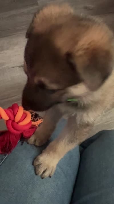 Puppy 2, a male German Shepherd Dog for sale in Littlerock, CA – 5 of 5