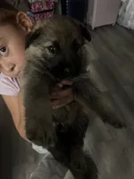 Boy 3 , a male German Shepherd Dog for sale in Littlerock, CA – 3 of 3