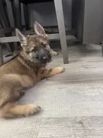 Boy 1, a male German Shepherd Dog for sale in Littlerock, CA – 2 of 3