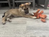 Puppy 2, a male German Shepherd Dog for sale in Littlerock, CA – 3 of 5