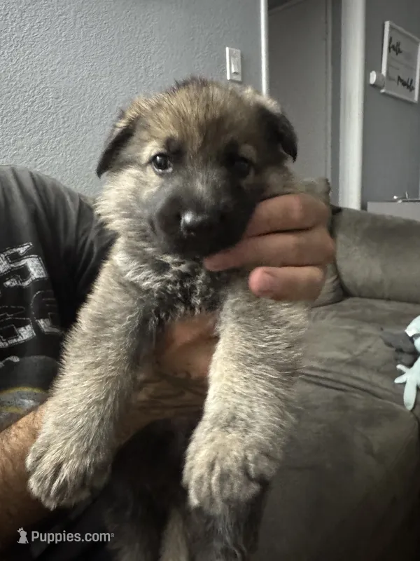 Boy 3  – German Shepherd Dog puppy for sale in Littlerock, CA