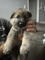 Boy 3 , a male German Shepherd Dog for sale in Littlerock, CA – 1 of 3
