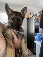 Boy 1, a male German Shepherd Dog for sale in Littlerock, CA – 3 of 3