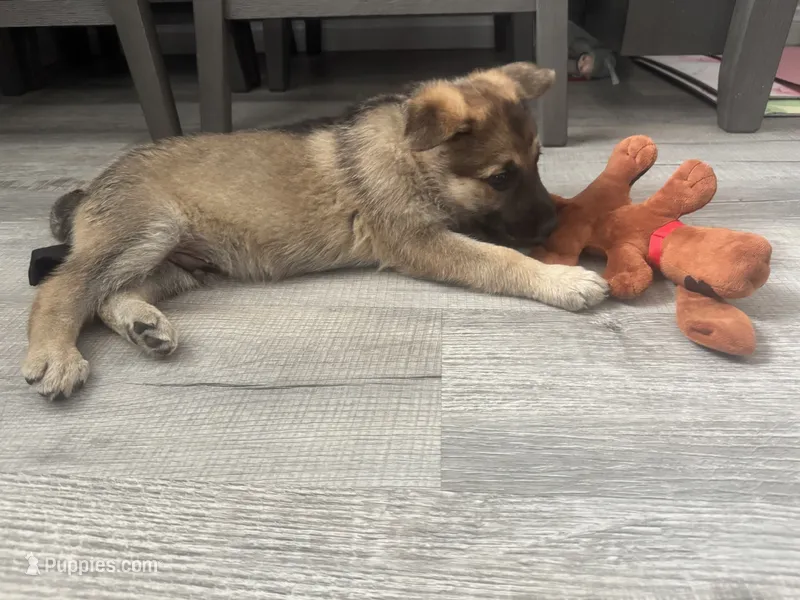 Puppy 2 – German Shepherd Dog puppy for sale in Littlerock, CA