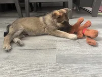 Puppy 2, a male German Shepherd Dog for sale in Littlerock, CA – 1 of 5