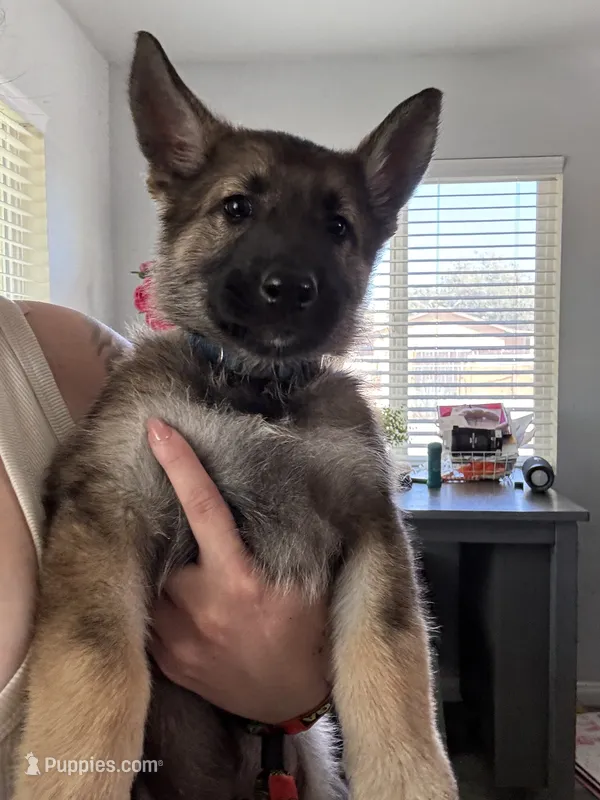 Boy 1 – German Shepherd Dog puppy for sale in Littlerock, CA