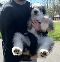 Ollie, a  Aussiedoodle for sale in Waupun, WI – 2 of 2