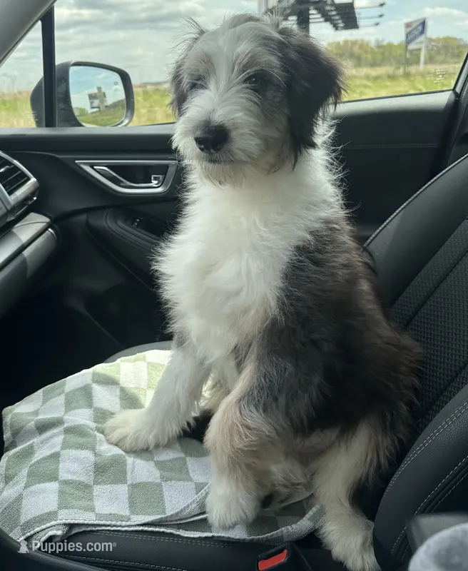 Ollie – Aussiedoodle puppy for sale in Waupun, WI