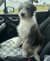 Ollie, a  Aussiedoodle for sale in Waupun, WI – 1 of 2