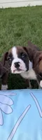 Boxer puppy, a female Boxer for sale in Fort Wayne, IN – 1 of 2