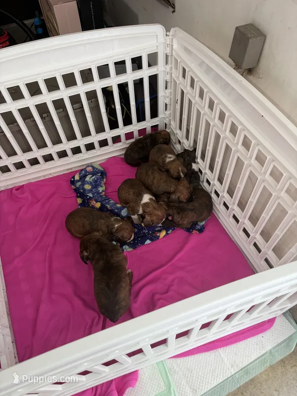 Boxer Puppies  – Boxer puppy for sale in Fort Wayne, IN