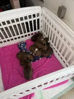 Boxer Puppies , a female Boxer for sale in Fort Wayne, IN – 1 of 3