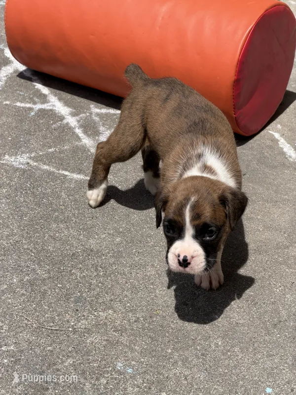 Puppy 2 – Boxer puppy for sale in Fort Wayne, IN