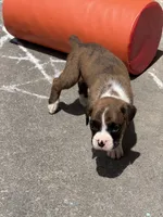 Puppy 2, a female Boxer for sale in Fort Wayne, IN – 1 of 1