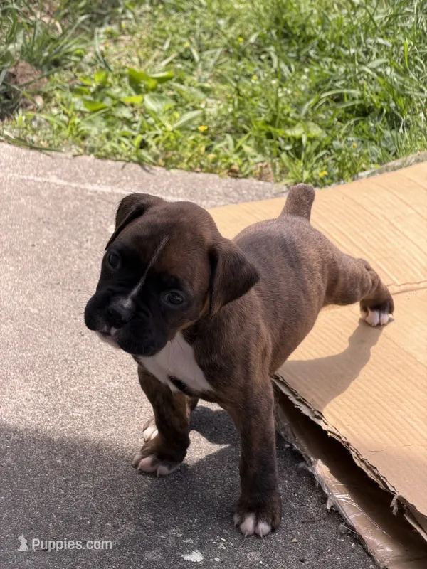 Puppy 1  – Boxer puppy for sale in Fort Wayne, IN