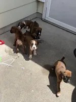 Boxer Puppies , a female Boxer for sale in Fort Wayne, IN – 3 of 3