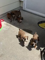 Boxer Puppies , a female Boxer for sale in Fort Wayne, IN – 2 of 3