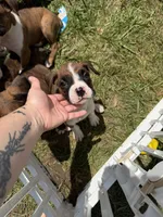 Boxer puppy, a female Boxer for sale in Fort Wayne, IN – 2 of 2