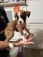 Boxer puppy, a female Boxer for sale in Fort Wayne, IN – 2 of 2