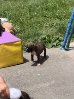 Puppy #3, a female Boxer for sale in Fort Wayne, IN – 1 of 1