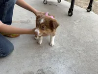 Red Tri Female #8, a female Australian Shepherd for sale in Dunlap, CA – Photo 2 of 2