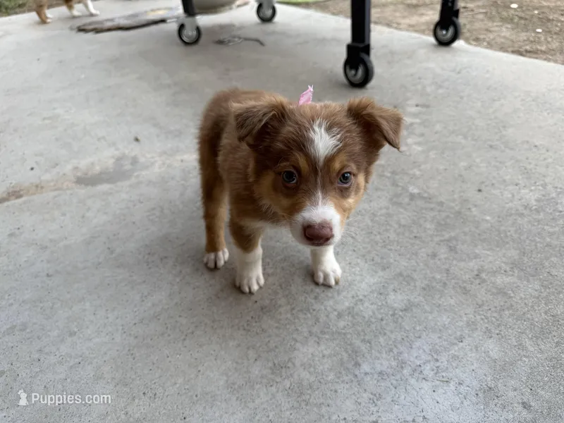 Red Tri Female #8, a female Australian Shepherd for sale in Dunlap, CA – Photo 1 of 2
