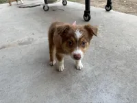 Red Tri Female #8, a female Australian Shepherd for sale in Dunlap, CA – Photo 1 of 2