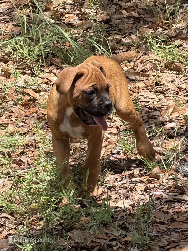 Hank – Boxer puppy for sale in Arcadia, FL