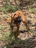 Hank, a male Boxer for sale in Arcadia, FL – 1 of 5