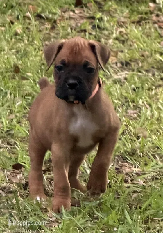 Toby – Boxer puppy for sale in Arcadia, FL