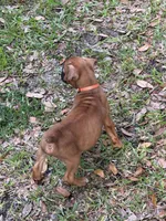 Toby, a male Boxer for sale in Arcadia, FL – Photo 3 of 3