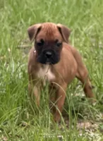 Toby, a male Boxer for sale in Arcadia, FL – Photo 2 of 3