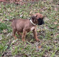 Murray , a male Boxer for sale in Arcadia, FL – Photo 2 of 2