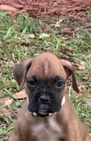 Murray , a male Boxer for sale in Arcadia, FL – Photo 1 of 2