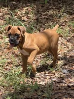 Hank, a male Boxer for sale in Arcadia, FL – 2 of 5