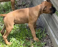 Hank, a male Boxer for sale in Arcadia, FL – 3 of 5