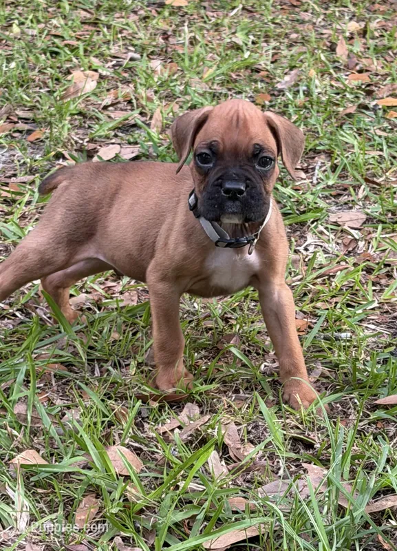 Hank – Boxer puppy for sale in Arcadia, FL