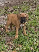 Hank, a male Boxer for sale in Arcadia, FL – 5 of 5