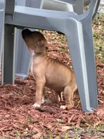 Lucy, a female Boxer for sale in Arcadia, FL – Photo 2 of 4