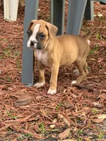 Lucy, a female Boxer for sale in Arcadia, FL – Photo 1 of 4