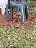 Lucy, a female Boxer for sale in Arcadia, FL – Photo 4 of 4