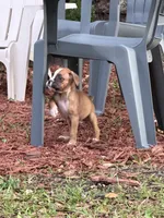 Lucy, a female Boxer for sale in Arcadia, FL – Photo 3 of 4